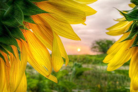 20140726-SFA3168 , Good Morning Sunshine