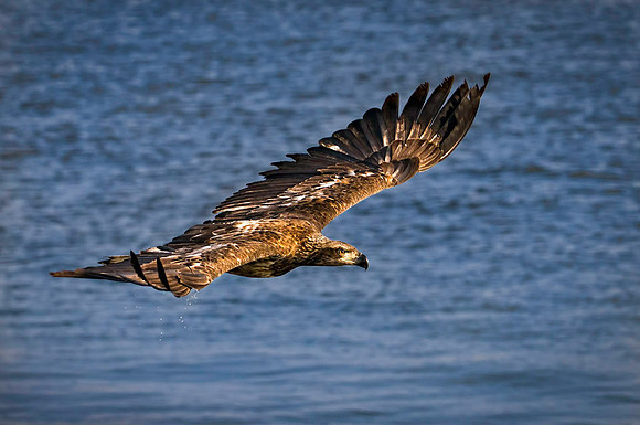 20100131_SFA_0033 , Juvenile