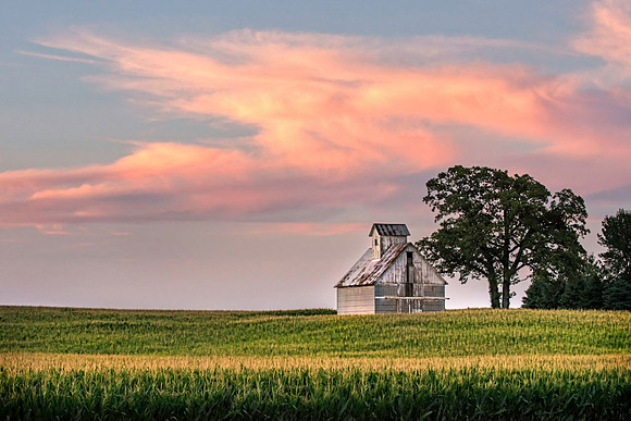 20120720-SFA_0659 , Golden Corn