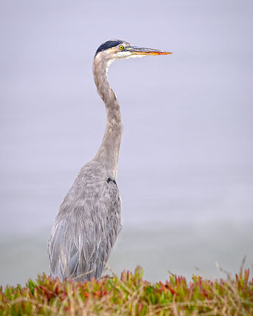 20100903-SFA_0008 , Great Blue