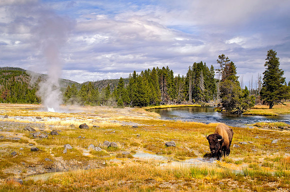 20100908-SFA_0041 , Lone Buffalo