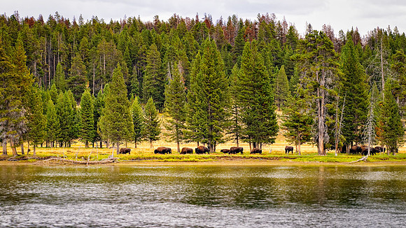 20100908-SFA_0086 , Wild Buffalo