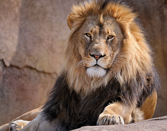 20110414-SFA_0107 , The King