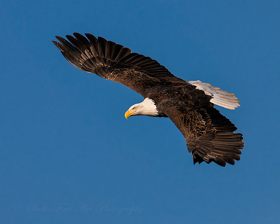 20120212-SFA_6721 , Soaring