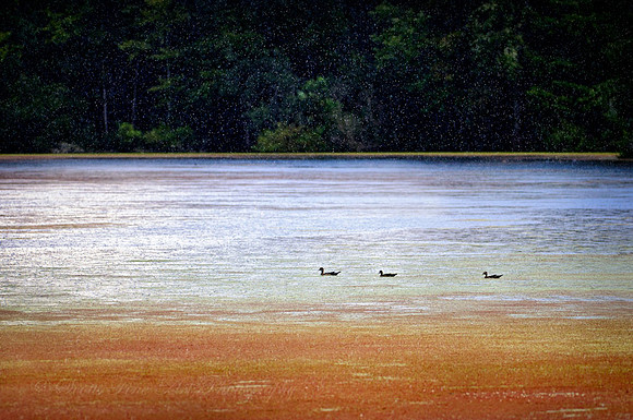 20110928-SFA_1702 , Orange Rain