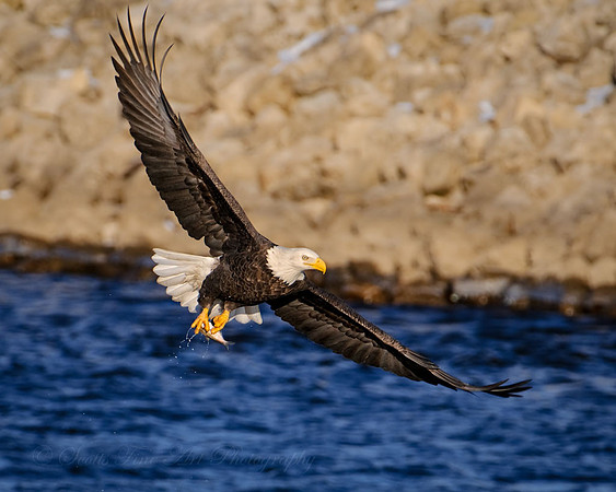 20110102-SFA_0178 , Fishing Eagle
