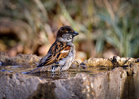 20111201-SFA_4608