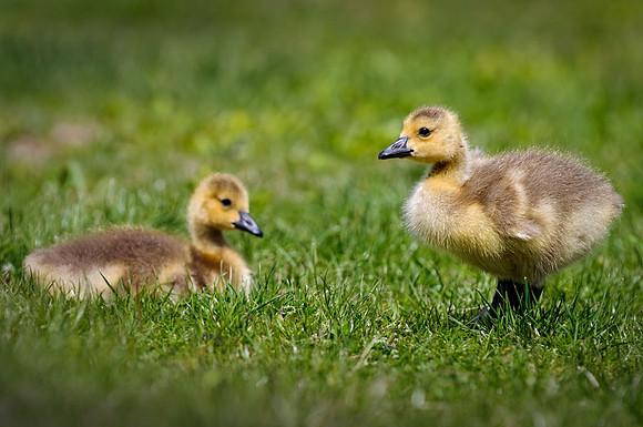 20110507-SFA_9614
