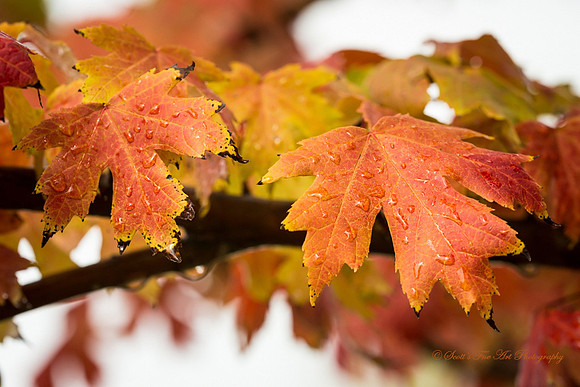 20131003-SFA7688