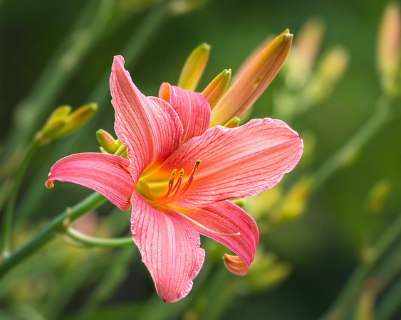 20150621-SFA7904 , Tiger Lily