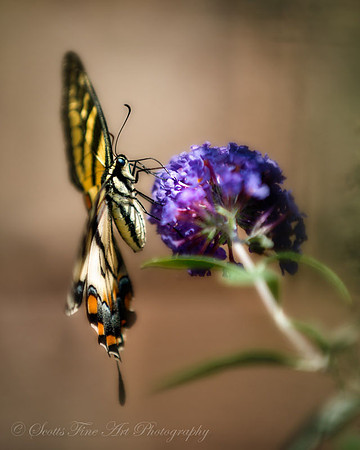20120819-SFA_5194