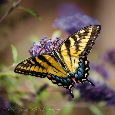 20120819-SFA_5186 , Wings Of Color