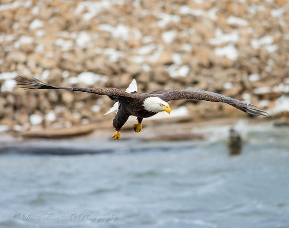 20130105-SFA0765 , Reagle