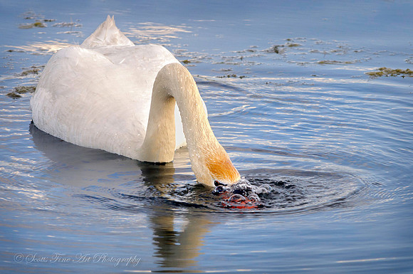 20120508-SFA4948 , Can You Hear Me Now