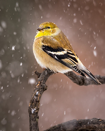 20150104-SFA0069 , Yellow Finch