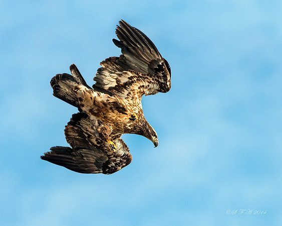 20140103-SFA2190 , Locked On