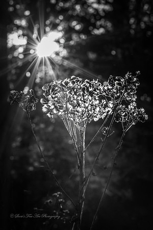 20131021-SFA9689
