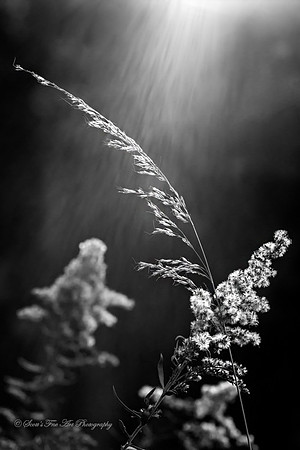 Sun Shower , 20131021-SFA9678