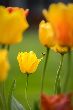20130502-SFA7872 , Yellow & The Bee