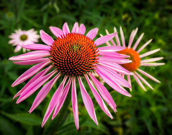 20130629-SFA3706