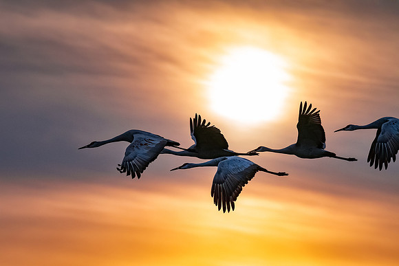 20161127-SFA2191 , Sandhill Sunset