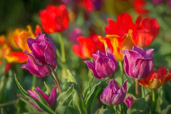20170417-SFA1859 , Clayton's Tulips