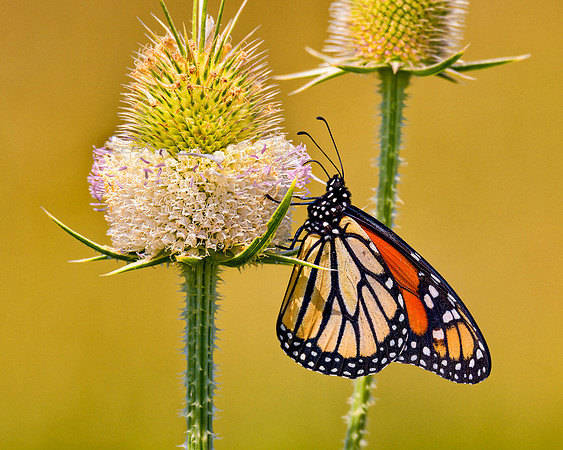 20170730-SFA0179 , Mid Summer Monarch
