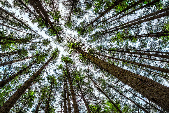 20140504-SFA0084 , Upward