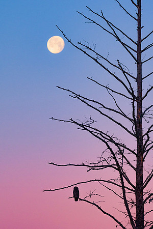 20180103-SFA1449 , Great Grey At Moonset