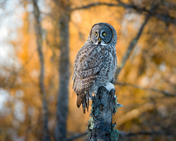 20180101-SFA0634 , Great Grey Owl