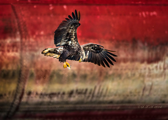 20131215-SFA0995 , Eagle On Red