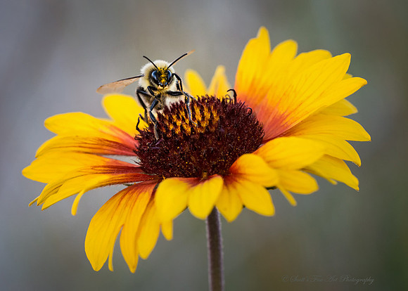 A Bee's Knee's , 20131008-SFA8266