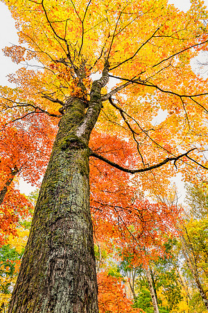 20191028-SFA2338 ,  Nature's Magic