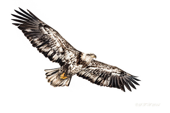 20140103-SFA2065 , First Year Eagle
