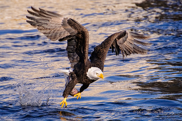 20110108-SFA2011 , Hunting Eagle