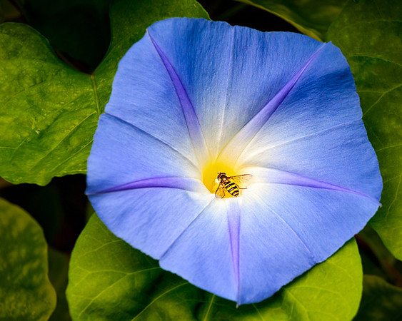20131002-SFA7596 , Glory Bee To Mornings