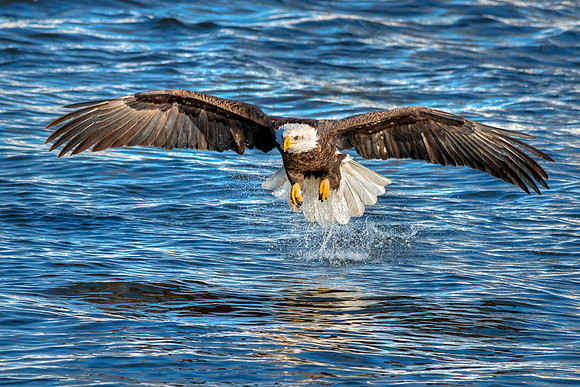 20140128-SFA5823 , Missed