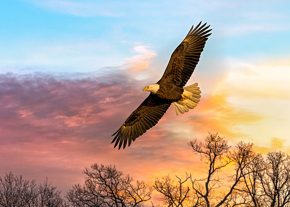 20140222-SFA8641 , Soaring Early