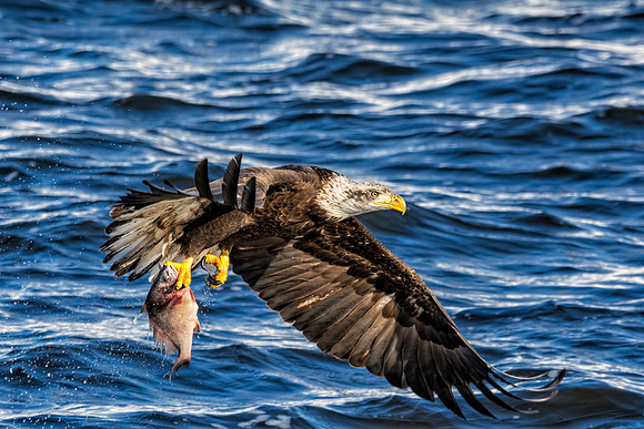 20150205-SFA0129 , The Claw